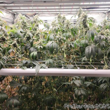 Heady OG BX1 - Mendo Dope - Fabric Pots Scrog