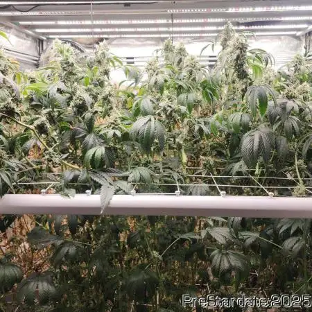 Heady OG BX1 - Mendo Dope - Fabric Pots Scrog