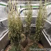 Chill Out OG - MrGrowIt - FabricPotScrog