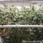 Heady OG BX1 - Mendo Dope - Fabric Pots Scrog