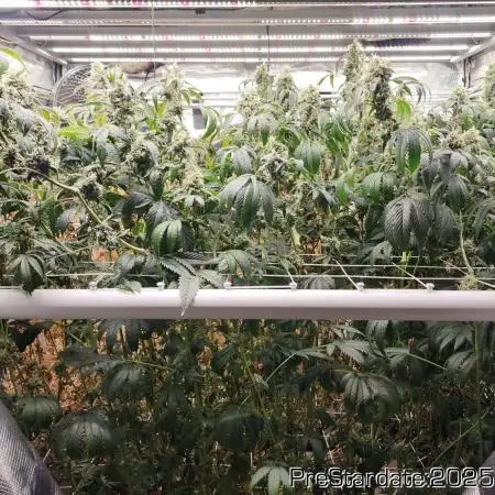 Heady OG BX1 - Mendo Dope - Fabric Pots Scrog