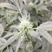 TKO x Heady OG BX1 – JLG | MDF