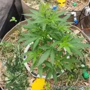 Chill Out OG - MrGrowIt - FabricPotScrog