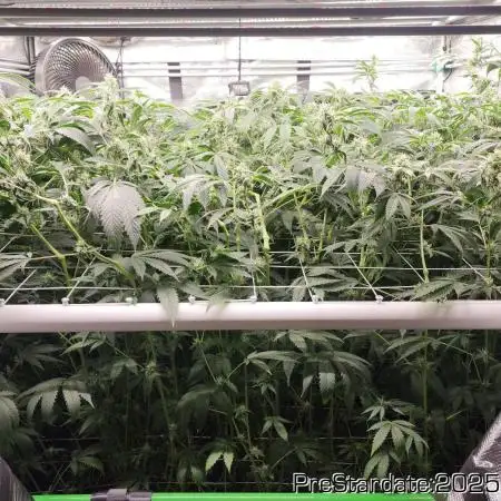 Heady OG BX1 - Mendo Dope - Fabric Pots Scrog