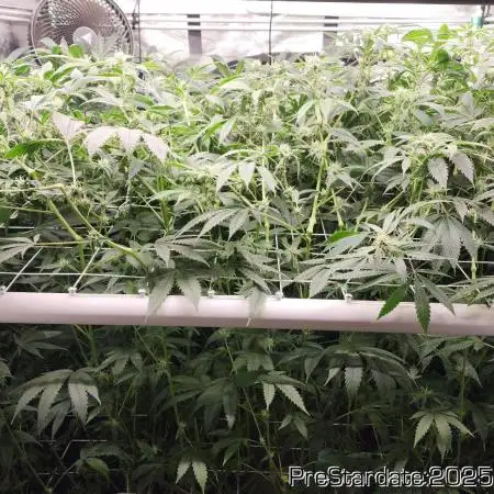 Heady OG BX1 - Mendo Dope - Fabric Pots Scrog