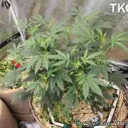 TKO x Heady OG BX1 – JLG | MDF