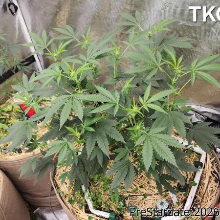 TKO x Heady OG BX1 – JLG | MDF