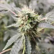 TKO x Heady OG BX1 – JLG | MDF