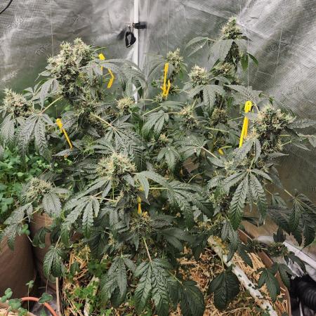 TKO x Heady OG BX1 – JLG | MDF