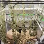 Heady OG BX1 - Mendo Dope - Fabric Pots Scrog