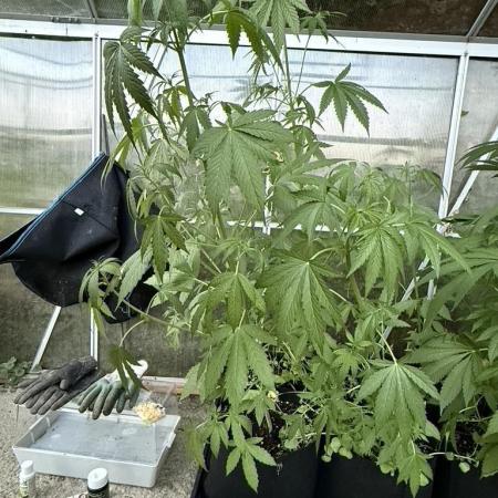 Greenhouse Outdoor Automatics set 2026