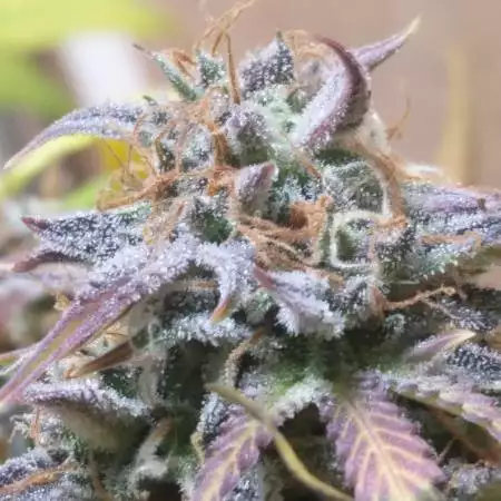 First Organic Ts Cookies 