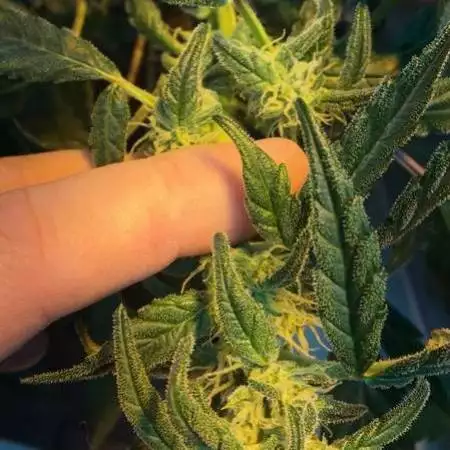 some autos in autopot.
