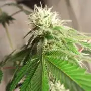 dinafem - dinamed cbd 