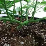 First Grow