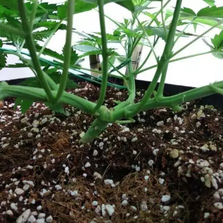 First Grow