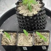 An old Pineapple Ex' Auto