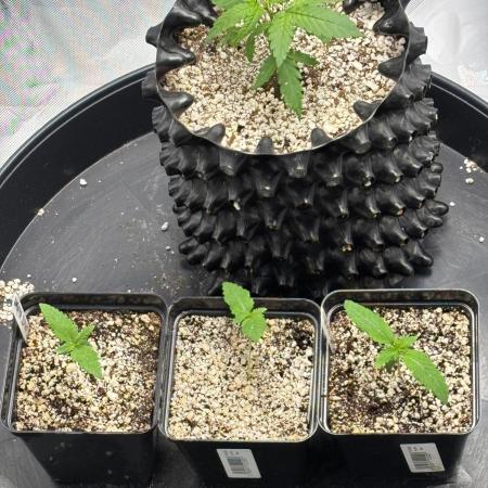 An old Pineapple Ex' Auto