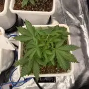 Summer tent grow
