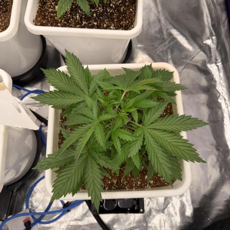 Summer tent grow