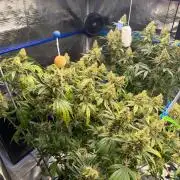 Summer tent grow