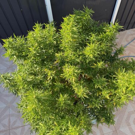 Hindu Kush outside