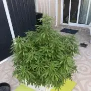 Hindu Kush outside