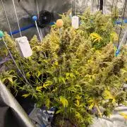 Summer tent grow