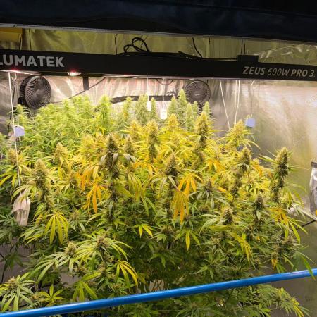 Summer tent grow