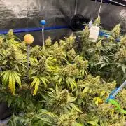 Summer tent grow