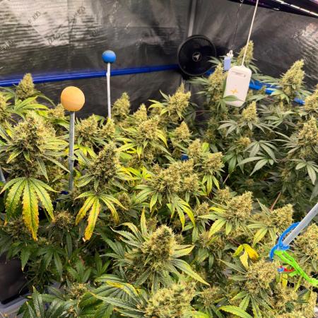 Summer tent grow