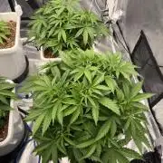 Summer tent grow