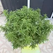 Hindu Kush outside