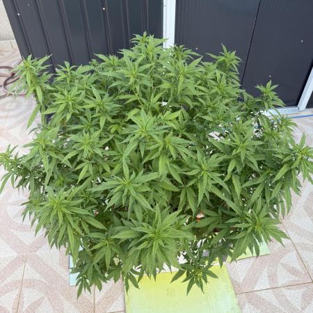 Hindu Kush outside