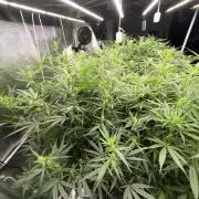Summer tent grow