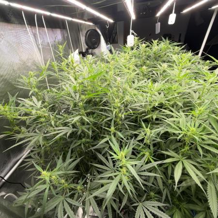 Summer tent grow