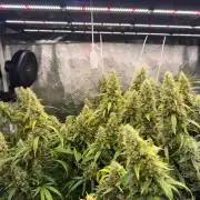 Summer tent grow