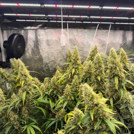 Summer tent grow