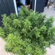 Hindu Kush outside