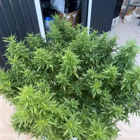 Hindu Kush outside