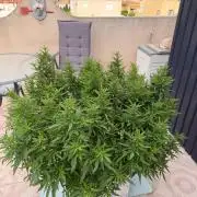 Hindu Kush outside