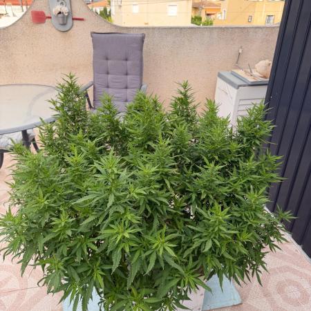 Hindu Kush outside