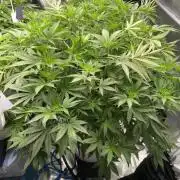 Summer tent grow