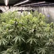 Summer tent grow