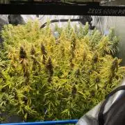 Summer tent grow