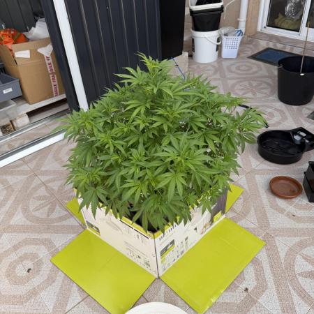 Hindu Kush outside