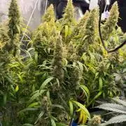 Summer tent grow