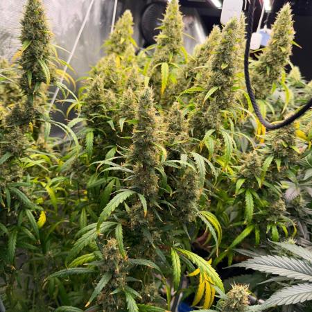 Summer tent grow