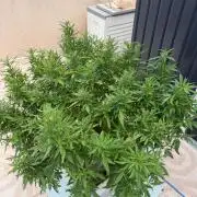 Hindu Kush outside