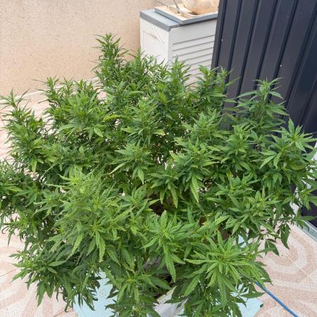 Hindu Kush outside